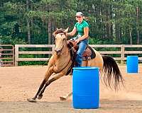 gaming-quarter-horse
