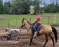 gymkhana-quarter-horse