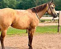 barrel-quarter-horse