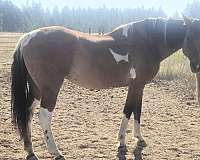 buckskin-bashkir-curly-mare