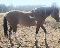 buckskin-aba-mare