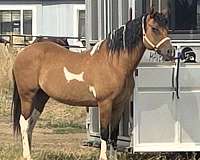 buckskin-aba-horse