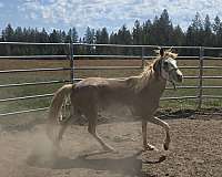 chestnut-base-coat-horse