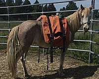 sabino-flaxen-manetail-horse