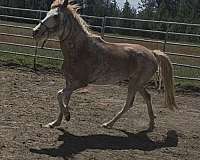 sabino-full-blaze-horse
