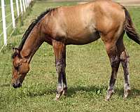 cow-horse-prospect-quarter