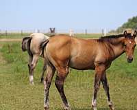 playgun-quarter-horse