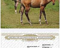 rope-prospect-quarter-horse
