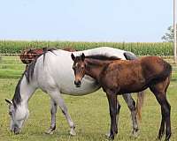 playgun-quarter-horse
