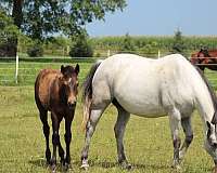 rope-prospect-quarter-horse