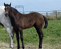 cow-horse-prospect-quarter