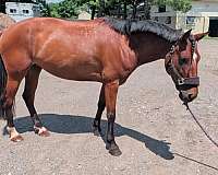 mustang-mare