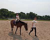 mustang-pony-for-sale