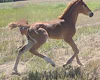 red-roan-roan-twhbea-horse