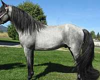 red-roan-tennessee-walking-colt