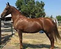 red-roan-colt-for-sale