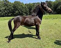 slbr-black-main-tail-horse
