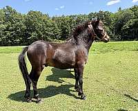 miniature-amh-miniature-horse