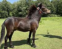 slbr-miniature-colt