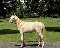 cremello-wpcsa-gelding