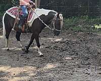 pony-gelding