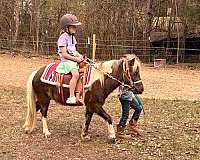 pony-for-sale
