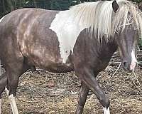 pony