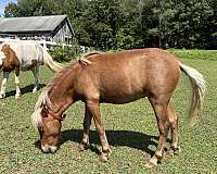 star-cremello-main-tail-horse