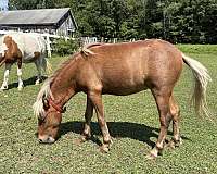 red-dun-star-cremello-main-tail-horse