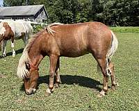 star-cremello-main-tail
