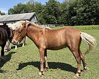 miniature-amh-horse