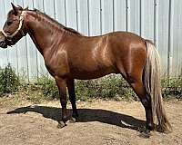 silb-flaxen-main-tail-horse