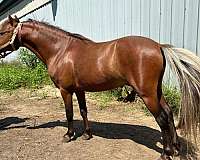miniature-stallion-horse