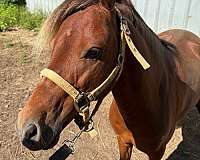 amh-miniature-horse