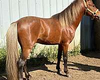 flaxen-main-tail