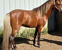 amh-horse
