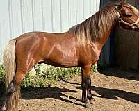 amh-stallion