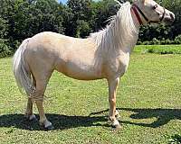 dunskin-white-main-tail-horse