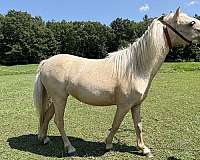 dunskin-amhr-mare