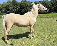 dunskin-amhr-horse