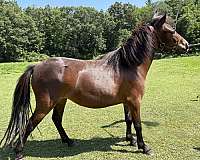 star-horse