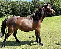 bay-star-horse