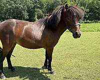 mini-miniature-horse