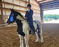 gypsy-vanner-mare
