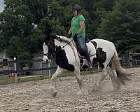 gypsy-vanner-horse-for-sale