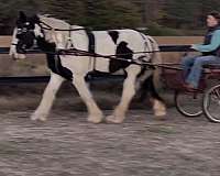 gypsy-vanner-horse