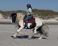 gypsy-vanner
