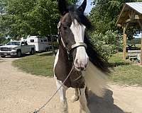 all-around-gypsy-vanner-horse