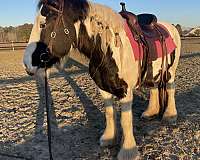 beginner-gypsy-vanner-horse