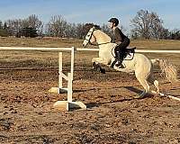usef-connemara-pony